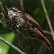 Streaked Xenops