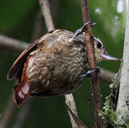 Streaked Xenops