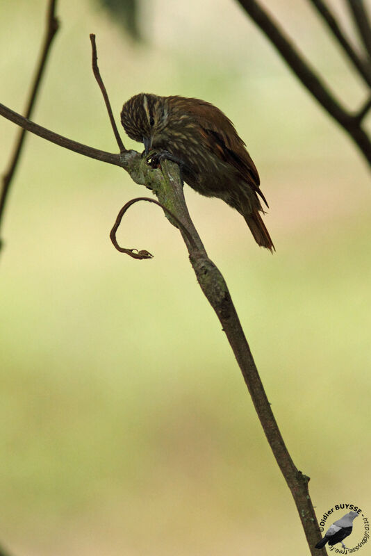 Streaked Xenopsadult, identification