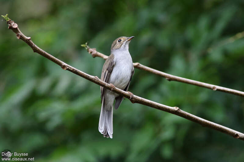 Cuban Solitaire male adult