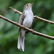 Cuban Solitaire