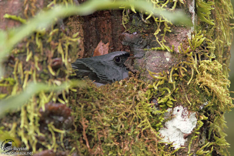 Black-faced Solitaireadult, Reproduction-nesting