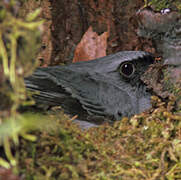 Black-faced Solitaire