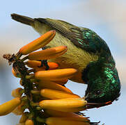 Collared Sunbird