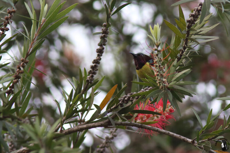 Purple-rumped Sunbird male, identification