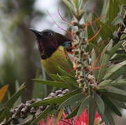 Purple-rumped Sunbird