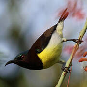 Purple-rumped Sunbird