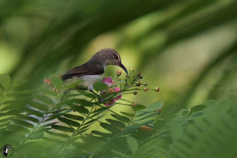 Purple-rumped Sunbird female adult, identification