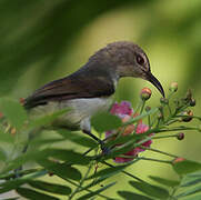 Purple-rumped Sunbird