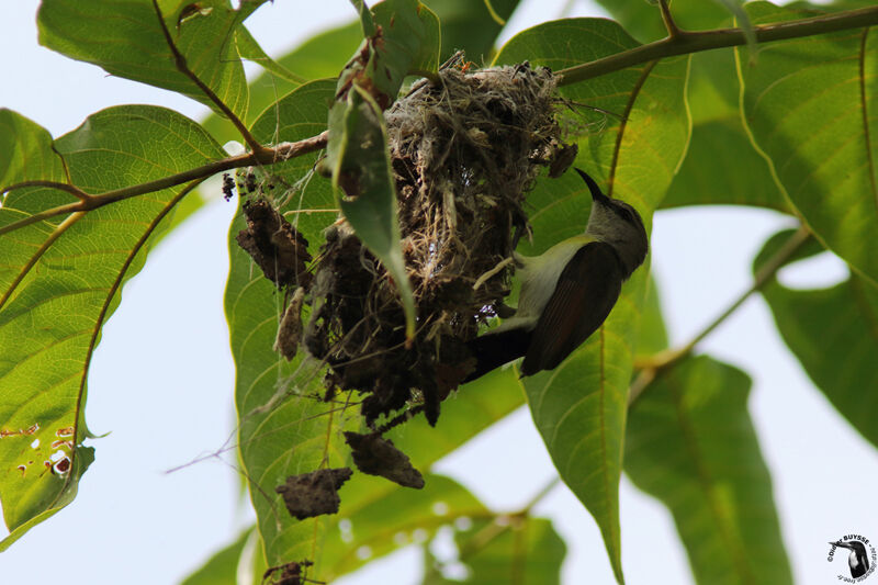 Purple-rumped Sunbird female adult breeding, identification, habitat, Reproduction-nesting