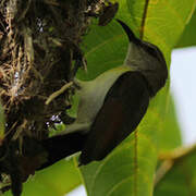 Purple-rumped Sunbird