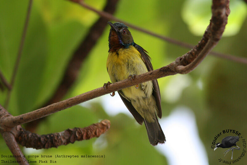 Brown-throated Sunbird male adult breeding