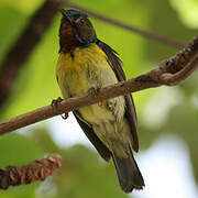 Brown-throated Sunbird