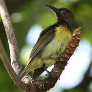 Brown-throated Sunbird