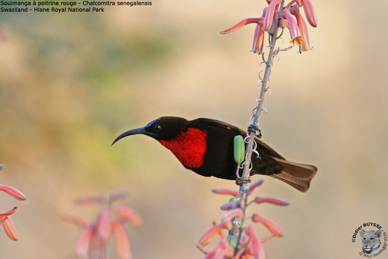 Scarlet-chested Sunbird male adult post breeding, identification