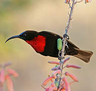 Scarlet-chested Sunbird