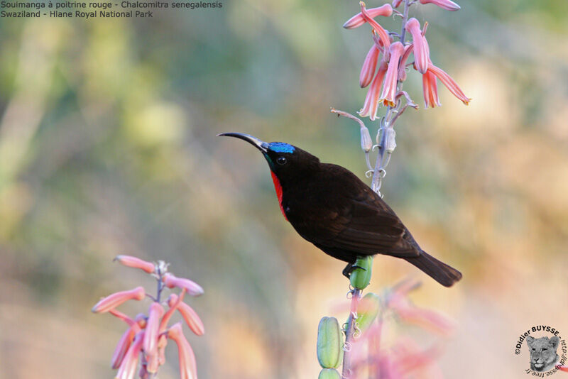 Scarlet-chested Sunbird male adult, identification