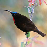 Scarlet-chested Sunbird