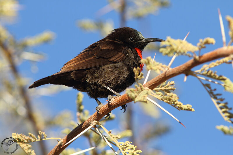 Scarlet-chested Sunbird male adult, identification