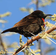 Scarlet-chested Sunbird