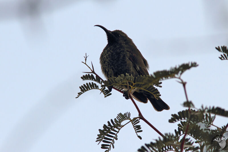 Scarlet-chested Sunbird female adult, identification