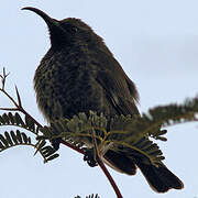 Scarlet-chested Sunbird