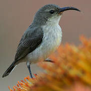 White-bellied Sunbird