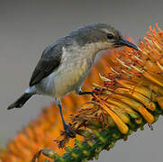 White-bellied Sunbird