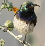 White-bellied Sunbird