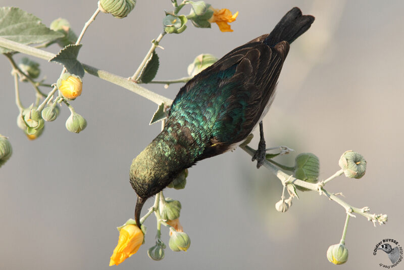 White-bellied Sunbird male adult, identification, feeding habits, Behaviour