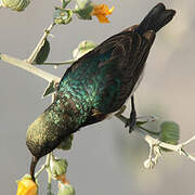 White-bellied Sunbird