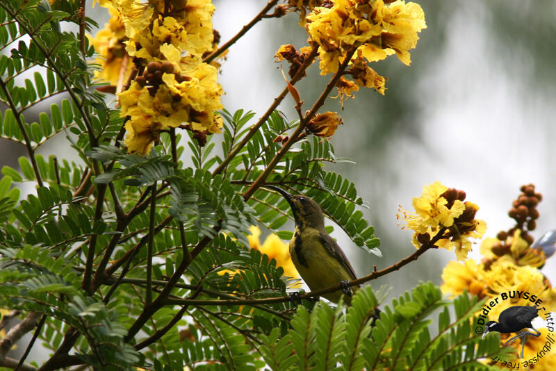 Souimanga asiatiqueimmature, identification