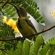 Purple Sunbird