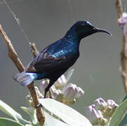 Purple Sunbird