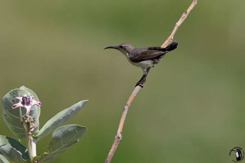 Souimanga asiatique femelle adulte, identification