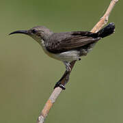 Purple Sunbird