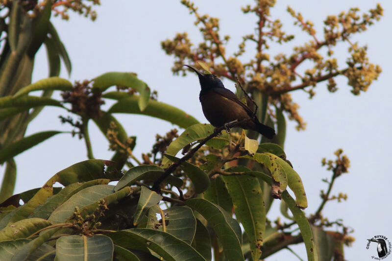 Loten's Sunbird male adult, identification