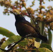 Loten's Sunbird