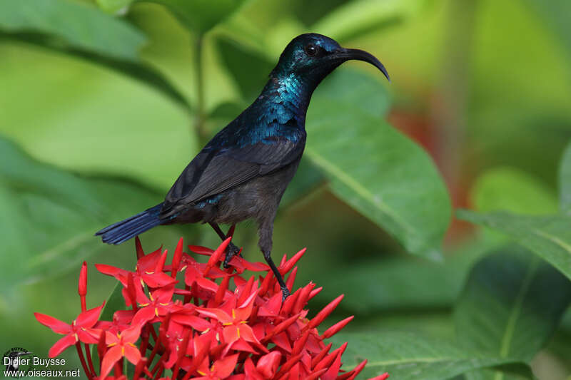 Loten's Sunbird male adult, identification