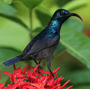 Loten's Sunbird