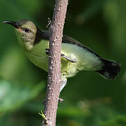 Loten's Sunbird