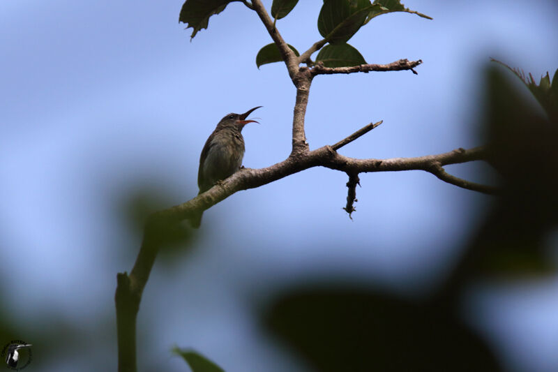 Vigors's Sunbird female adult, identification