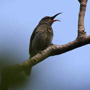 Vigors's Sunbird