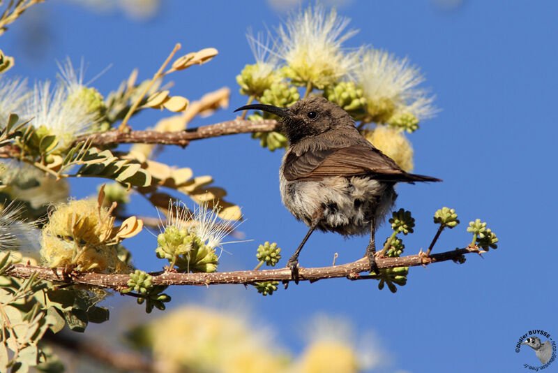 Dusky Sunbird male adult, identification