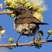 Dusky Sunbird