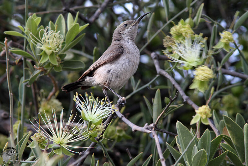 Dusky Sunbird female adult, identification