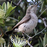 Dusky Sunbird