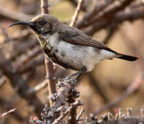 Dusky Sunbird