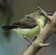 Crimson-backed Sunbird