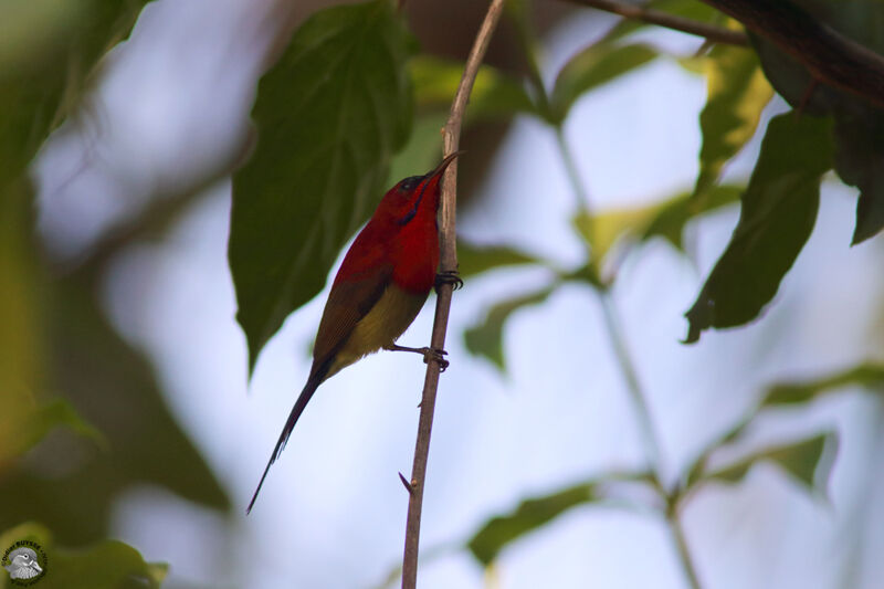 Souimanga siparajaadulte, identification